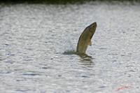 Cjp_2008_07_20_100151 (1).jpg